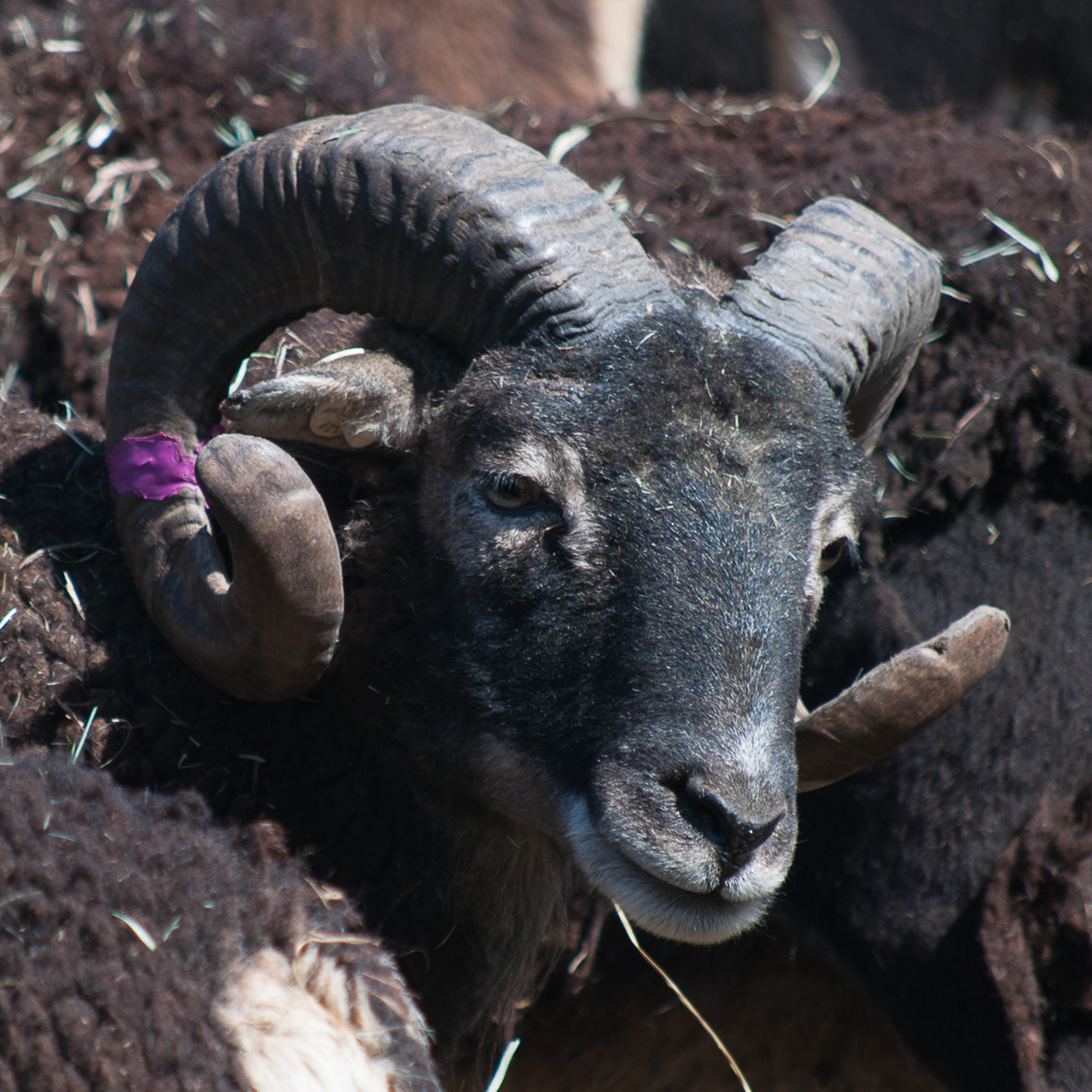 Soay Ram Chester
